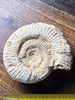 Belle ammonite (9 cm), Enlèvement ou Envoi, Fossile