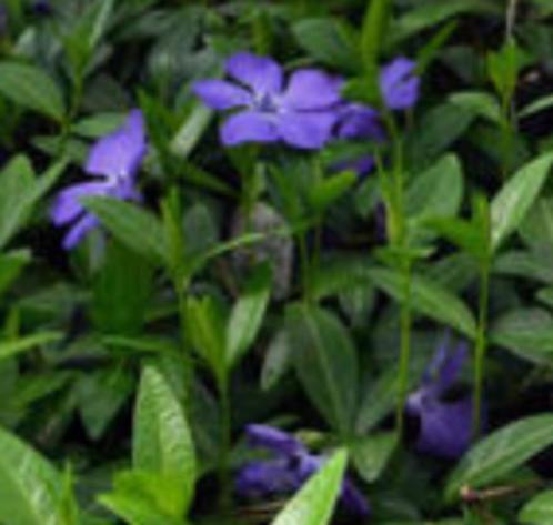 vinca minor/maagdenpalm, Jardin & Terrasse, Plantes | Jardin, Plante fixe, Couvre-sol, Enlèvement