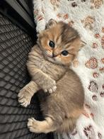 Britse korthaar kittens, Kater, Gechipt, 0 tot 2 jaar