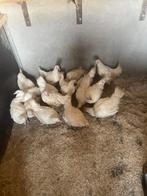 Prachtige jonge poule de bresse hennen, Dieren en Toebehoren, Pluimvee, Vrouwelijk, Kip