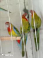 Rosella, Dieren en Toebehoren, Meerdere dieren, Parkiet, Geringd