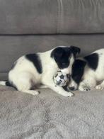 Kruising tussen labrador en bordercollie, Dieren en Toebehoren, België, CDV (hondenziekte), 8 tot 15 weken, Groot