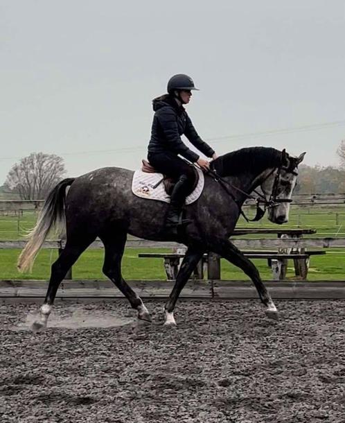 5-jarige ruin, Stanford GT, Dieren en Toebehoren, Paarden, Ruin, Zadelmak, 160 tot 165 cm, 3 tot 6 jaar, Springpaard