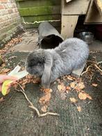Frans langoor konijn, Mannelijk, Middelgroot, 3 tot 5 jaar, Hangoor