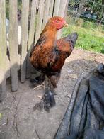 Brahma haan, Dieren en Toebehoren, Mannelijk, Kip