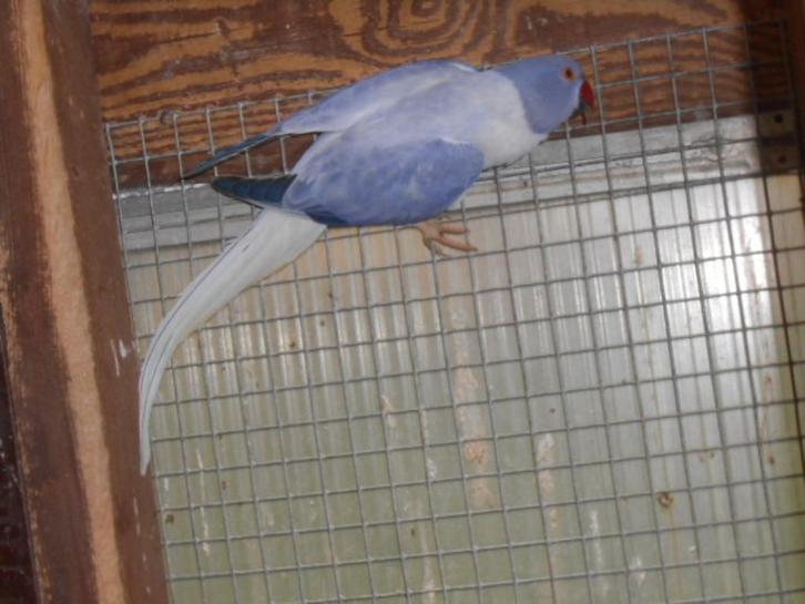 halsbanden bleekstaart opaline, Dieren en Toebehoren, Vogels | Parkieten en Papegaaien, Parkiet, Meerdere dieren, Geringd