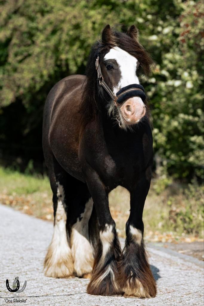 Stoere, Brave Tinker Ruin, Dieren en Toebehoren, Pony's, Ruin, B, C pony (1.27m tot 1.37m), Recreatiepony, 3 tot 6 jaar, Gechipt