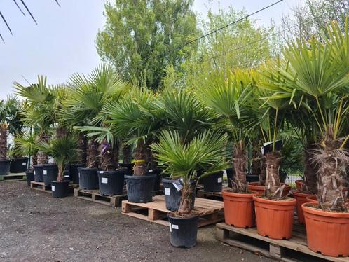 Palmboom Trachycarpus Fortunei- Winterharde palmbomen, Tuin en Terras, Planten | Bomen, Palmboom, Ophalen