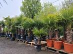 Palmboom Trachycarpus Fortunei- Winterharde palmbomen, Enlèvement, Palmier