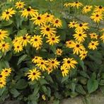 Rudbeckia Goldsturm, Tuin en Terras, Planten | Tuinplanten, Ophalen