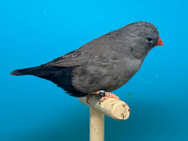 Koppel split Charcoal grijs x Charcoal grijs zebravinken, Dieren en Toebehoren, Vogels | Overige Vogels, Geringd