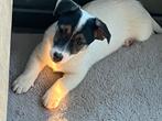 Jack russell pups, Dieren en Toebehoren, Honden | Jack Russells en Terriërs, België, Fokker | Hobbymatig, Jack Russell Terriër