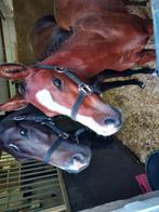 Merrieveulen te koop, Dieren en Toebehoren, Pony's, Merrie, B, Dressuurpony, 0 tot 2 jaar
