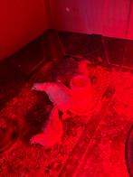 Kuiens, Dieren en Toebehoren, Pluimvee, Geslacht onbekend, Kip