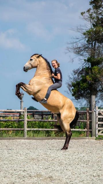 Ruiter / bijrijder paard & pony aangeboden beschikbaar voor biedingen
