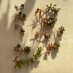 Petites boutures d’orpin rouge 0,50€/pc, Enlèvement, Plante succulente