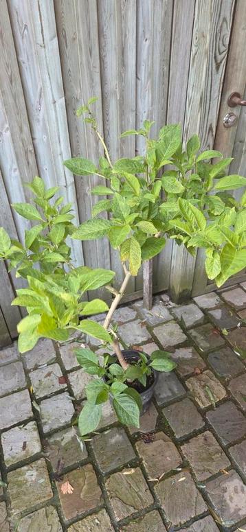 Brugmansia wit beschikbaar voor biedingen