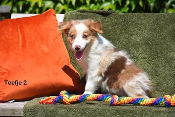 Prachtige Border Collie pups beschikbaar voor biedingen