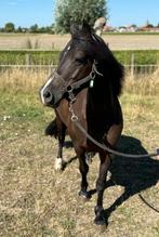 Prachtige zwarte 7-jarige Welsh merrie!, Dieren en Toebehoren, Merrie, Gechipt, Niet van toepassing, C pony (1.27m tot 1.37m)