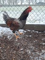 Gratis    jonge  haan, Dieren en Toebehoren, Pluimvee