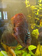 Discus vissen, Vis, Zoetwatervis, Schoolvis