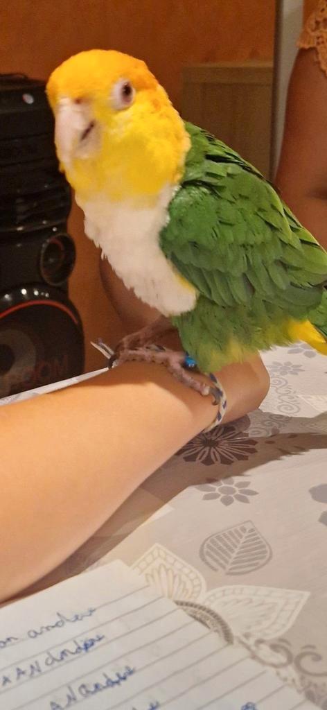 Caïque à tête rouillée de perroquet, Animaux & Accessoires, Oiseaux | Perruches & Perroquets, Perroquet