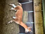 Alpaca, Dieren en Toebehoren, Mannelijk