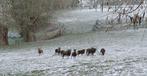 Beliers de soay, Dieren en Toebehoren, Schapen, Geiten en Varkens, Mannelijk, Schaap, 0 tot 2 jaar