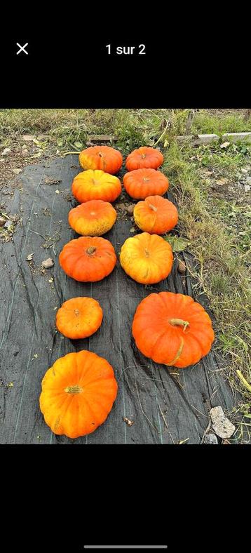Citrouille  beschikbaar voor biedingen