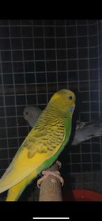 Vogels, Animaux & Accessoires, Oiseaux | Perruches & Perroquets