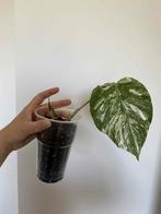 Monstera Deliciosa Variegata nr3, Huis en Inrichting, Kamerplanten, Ophalen of Verzenden