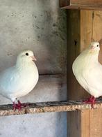 Witte duiven, Dieren en Toebehoren, Vogels | Duiven, Geslacht onbekend, Overige soorten