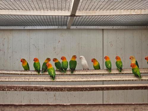 Fischeri 2021, 2022, 2023 Split opaline, Split pale fallow, Dieren en Toebehoren, Vogels | Parkieten en Papegaaien