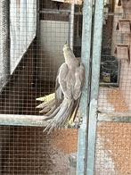 Valparkiet, Dieren en Toebehoren, Vogels | Parkieten en Papegaaien