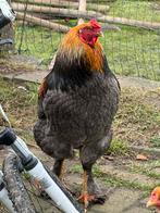 3 Brama hanen 9 maanden oud, Dieren en Toebehoren, Pluimvee