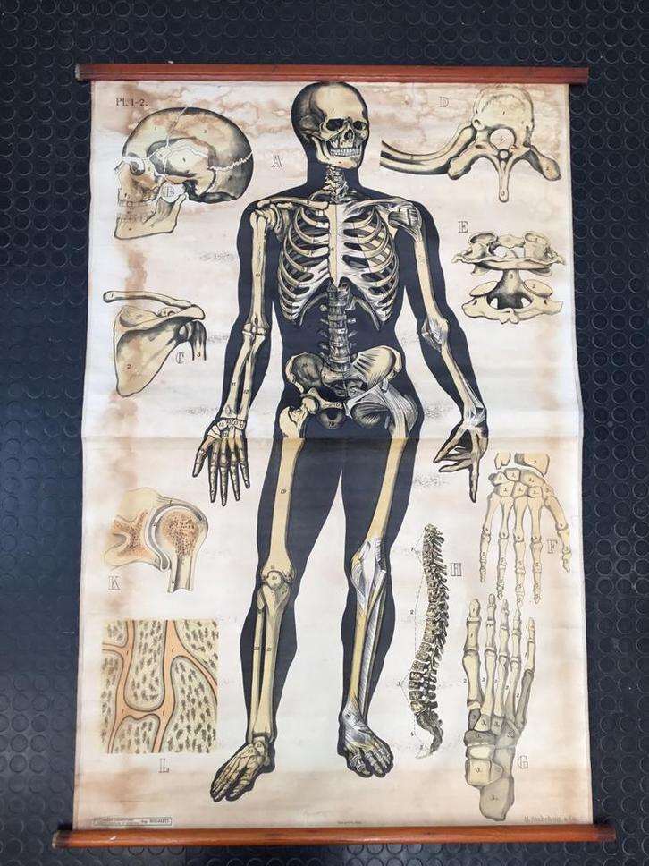 Vintage authentieke grote schoolplaat het geraamte, Antiek en Kunst, Antiek | Schoolplaten, Natuur en Biologie, Ophalen of Verzenden