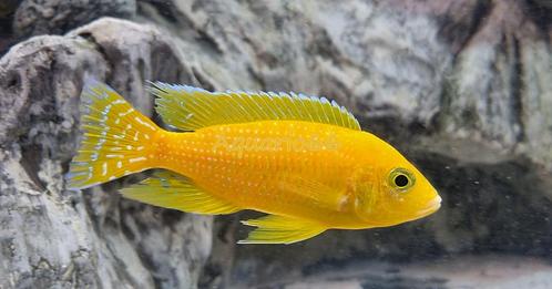 Aulonocara Safran/Sunset, Dieren en Toebehoren, Vissen | Aquariumvissen, Zoetwatervis, Vis