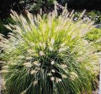 Pennisetum alopecuroides 'Hameln', Jardin & Terrasse, Enlèvement, Automne, Plante fixe, Graminées ornementales