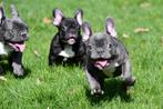 Franse Bulldog pups te koop, Dieren en Toebehoren, CDV (hondenziekte), Meerdere, Bulldog, Meerdere dieren