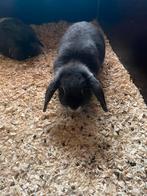 Frans hangoor, Plusieurs animaux, Grand, Oreilles tombantes, 0 à 2 ans