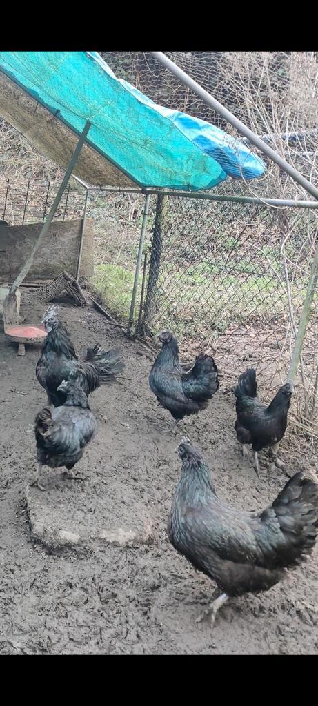 Broedeieren beschikbaar, Dieren en Toebehoren, Pluimvee