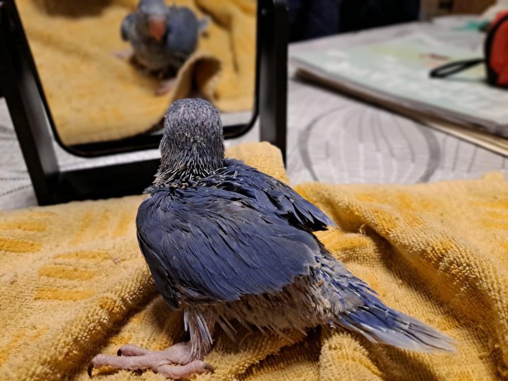 Halsband parkiet, Dieren en Toebehoren, Parkiet, Tam