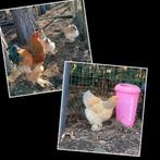 Brahma broedeieren buff blauw x buff zwart combo