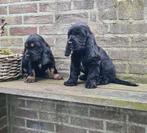 engelse cocker pups, Dieren en Toebehoren, Honden | Retrievers, Spaniëls en Waterhonden, Parvo, België, 8 tot 15 weken, Teef