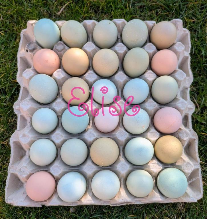 Broedeieren easter eggers kleurleggers, Animaux & Accessoires, Volatiles, Poule ou poulet