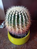 Grote cactus, Ophalen