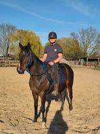 Lieve allrouder ruin van 8 jaar oud., Dieren en Toebehoren, Paarden, Minder dan 160 cm, Met stamboom, Ruin, 7 tot 10 jaar
