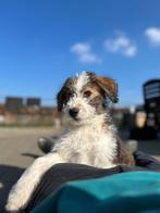 Dernier chiot husky doodle (husky x caniche), Chien (mâle), Autres races, Belgique, Plusieurs