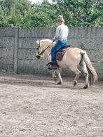 Korte rug Western Zadel voor fjord, Ophalen, Gebruikt, Western