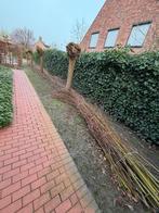 Wilgentakken, Tuin en Terras, Minder dan 3 m³, Ophalen, Overige houtsoorten, Takken